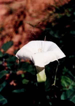 The Sacred Datura