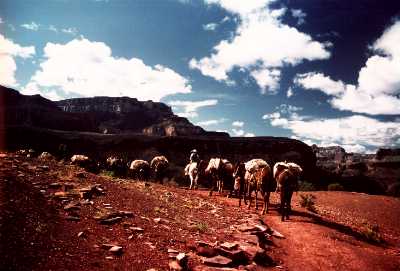 Mules on South Kaibab