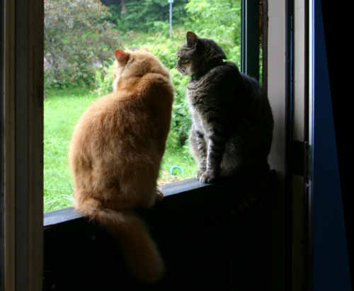The cats wait for the rain to end