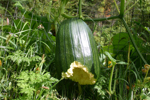 What's left of the pumpkin