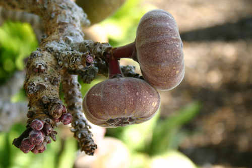 Figs in Florida