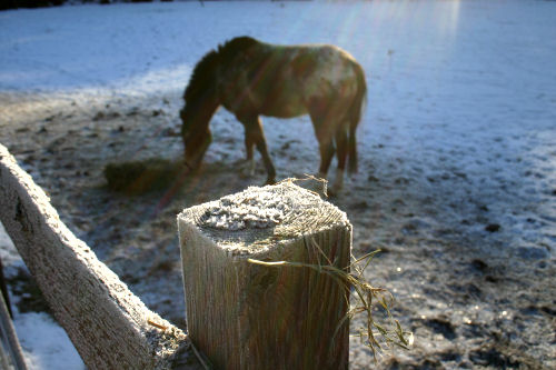Frosty morning with horse