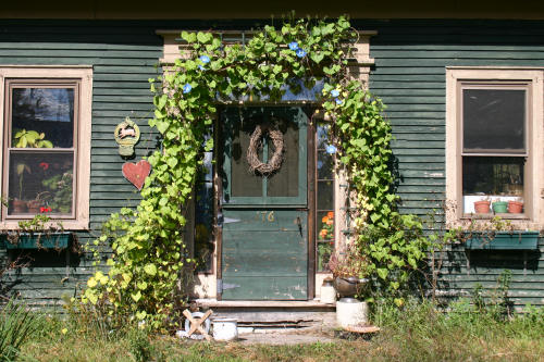 Morning glories arch around the door