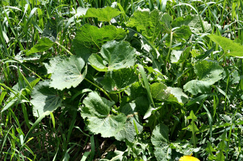 Gardens 2008: Hollyhocks appear