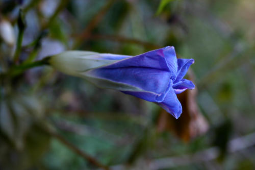 Morning glory after the killer frost