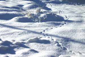 Tracks in Snow