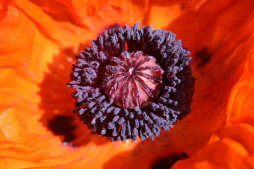 A poppy from our garden.