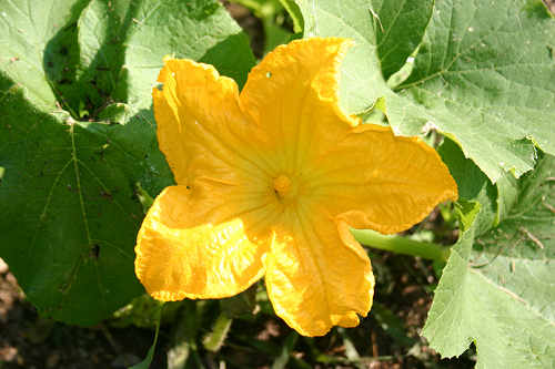 First pumpkin blossom of the year