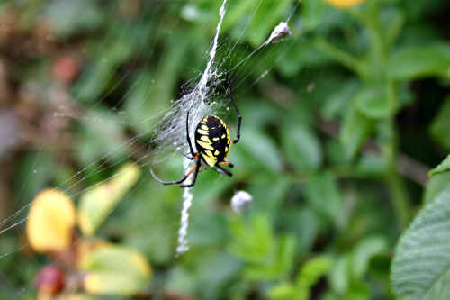 Spider spins a web in the roses