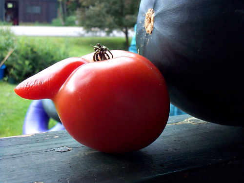 A tomato for Lebrecht