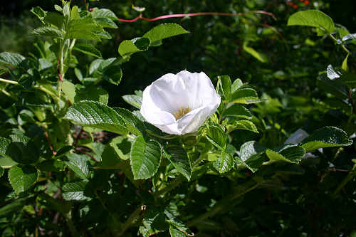 White rose returns to its natural form