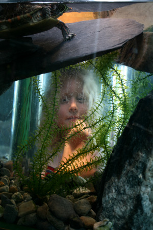 Child Looking Through Aquariumr - Portrait