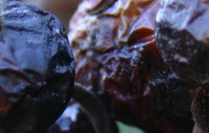 Shriveled Rose Hips (Detail)