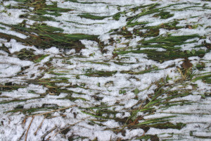 Snow on Grass